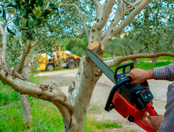 Dead Tree Removal in Cordova, NC